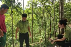 Kiểm lâm Yên Châu lập biên bản 52 người, xử phạt 460 triệu đồng