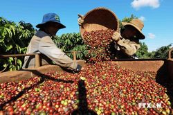 Xây dựng thương hiệu 'Made in Vietnam' thông qua thương mại điện tử quốc tế: Cơ hội cho doanh nghiệp Việt tăng trưởng