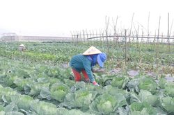 Quy định chuyển tiếp về giao đất, cho thuê đất, chuyển mục đích sử dụng đất