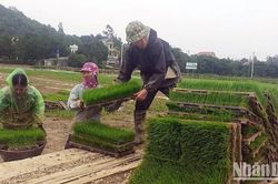 Chủ động khắc phục khó khăn trong sản xuất lúa năm 2024