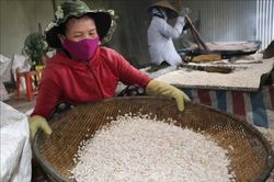 Làng bánh truyền thống hối hả sản xuất vụ Tết