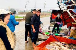 Nông dân Nghệ An thu hoạch cá trên đất lúa, thu tiền ngay tại ruộng