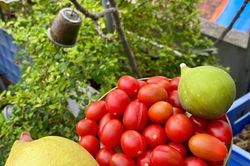 Những bí quyết giúp bạn trồng rau tại nhà hiệu quả, không thất bại