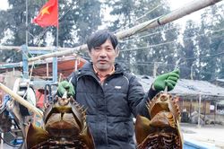 Một tàu cá của ngư dân Nghệ An trúng đậm sam biển, thu về nửa tỷ đồng