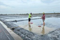 Xuất hiện mưa trái mùa, muối bị trễ vụ