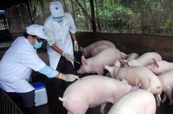 Nguy cơ gia tăng dịch bệnh trong chăn nuôi