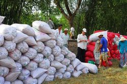 Giá lúa gạo hôm nay 18/12/2024: Giá gạo tăng nhẹ, giá lúa tươi có xu hướng giảm