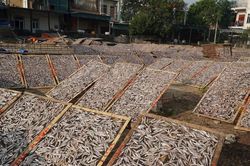 Làng biển Nghệ An rộn ràng vào mùa chế biến cá cơm