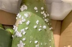 Nó là loài ký sinh trên cây xương rồng, được ví như 'mỏ vàng', có giá gần 200 triệu/kg