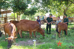 Hiệu quả từ mô hình 'Bò giống cho người nghèo'