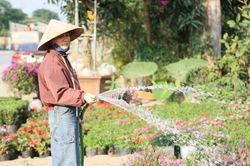Các nhà vườn Nghệ An tất bật chuẩn bị hoa Tết