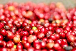 Giá cà phê hôm nay 21/12/2024: Lao dốc, vì sao?