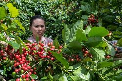 Giá cà phê hôm nay 22/12/2024: Giá cà phê thế giới diễn biến trái chiều
