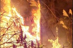 Liên tiếp cháy rừng thực bì tại Quảng Ninh, khó dập lửa do hanh khô
