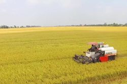 Giá lúa gạo ngày 24/12: Ghi nhận mức tăng nhẹ