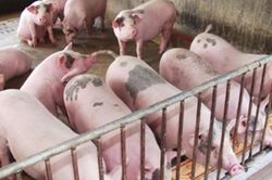 Giá lợn hơi ngày 24/12: Tiếp tục tăng tại nhiều địa phương