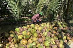 Giá dừa khô nguyên liệu tăng gấp đôi