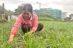 Thêm thu nhập nhờ cây kiệu hương