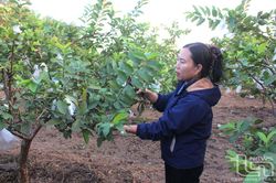 Hỗ trợ nông dân phát triển sản phẩm OCOP