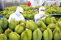 EU tăng tần suất kiểm tra dư lượng thuốc bảo vệ thực vật lên 20% đối với sầu riêng Việt Nam