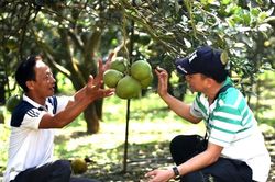Đồng Nai lần đầu tiên tổ chức lễ hội về bưởi