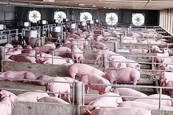 Giá lợn hơi hôm nay 25/12/2024: Miền Bắc đứng giá