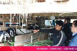 Giúp người dân vùng rốn lũ của Hương Khê nuôi dê thoát nghèo