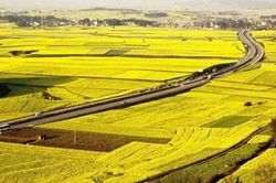 Tỉnh nào trồng lúa nhiều nhất cả nước?
