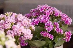 Bí quyết tự pha nước 'kích hoa thần thánh' tại nhà, chỉ cần tưới một chút giúp hoa nở bung nụ rực rỡ