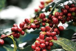 Giá cà phê hôm nay 27/12/2024: Bật tăng trở lại, giải mã giá cà phê vẫn đứng ở mức cao