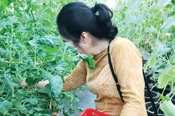 Hướng đến nông nghiệp công nghệ cao