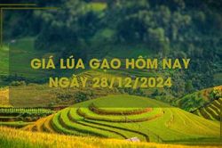 Giá lúa gạo hôm nay 28/12: đồng loạt giảm nhẹ
