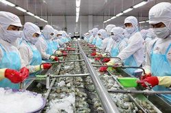 'Đề xuất lập chợ đấu giá để ngư dân bán được hàng với giá tốt nhất'