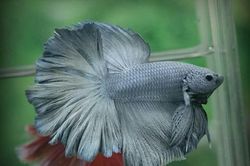 Ngỡ ngàng 15 sự thật về cá chọi không phải ai cũng biết