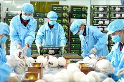 Kỳ vọng ngành rau quả Việt có thể mang về hơn 8 tỷ USD trong năm 2025