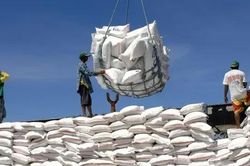 Giá gạo xuất khẩu Ấn Độ chạm đáy trong 17 tháng