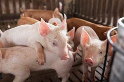 Giá heo hơi ngày 30/12/2024: Xu hướng ổn định với mức giá cao