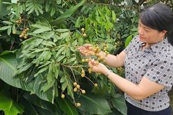 Bắc Giang: Đạt 25/25 chỉ tiêu thi đua