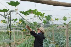 Nông dân tất bật thu hoạch rau màu và gối vụ không cho đất nghỉ