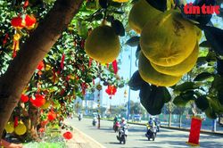 TP Hồ Chí Minh: Bưởi Diễn vàng rực xuống đường, giá vài chục triệu đồng vẫn hút khách