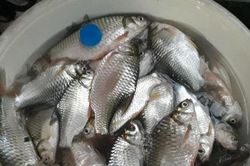 Loài cá Việt Nam suýt bị tuyệt chủng, giờ hồi sinh kỳ diệu, là món đặc sản trị giá hàng triệu đồng
