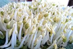 Tự làm giá đỗ tại nhà ngon, an toàn, tiết kiệm chỉ với vài bước đơn giản