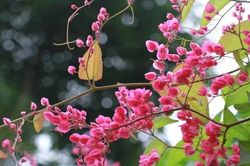 Lợi ích phong thủy của hoa ti gôn đối với không gian sống