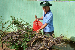 Khám phá 'vương quốc rắn' lớn nhất miền Tây