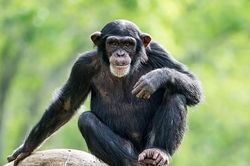 Không chỉ cá heo, vượn có thể ghi nhớ gương mặt đến 25 năm thậm chí không bao giờ quên