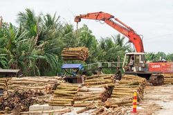 Mùa thu hoạch gỗ ở U Minh Hạ