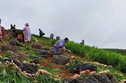 Gừng rớt giá, nông dân vùng cao Nghệ An loay hoay tìm nguồn tiêu thụ