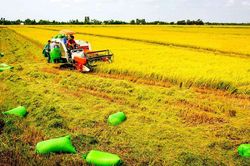 Năm 2025, ngành nông nghiệp dự kiến tăng trưởng 3,3 - 3,4%