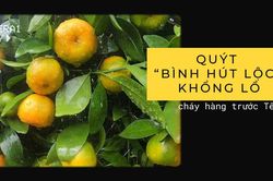 Quýt lục bình khổng hồ 'cháy hàng' trước Tết