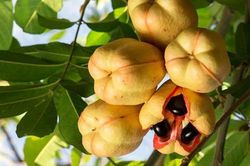 Loại quả kịch độc, ăn vào chết như chơi, bỗng trở thành món ngon